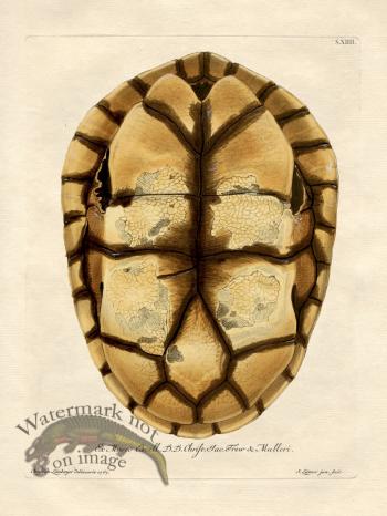 Trew Turtle Shell 14